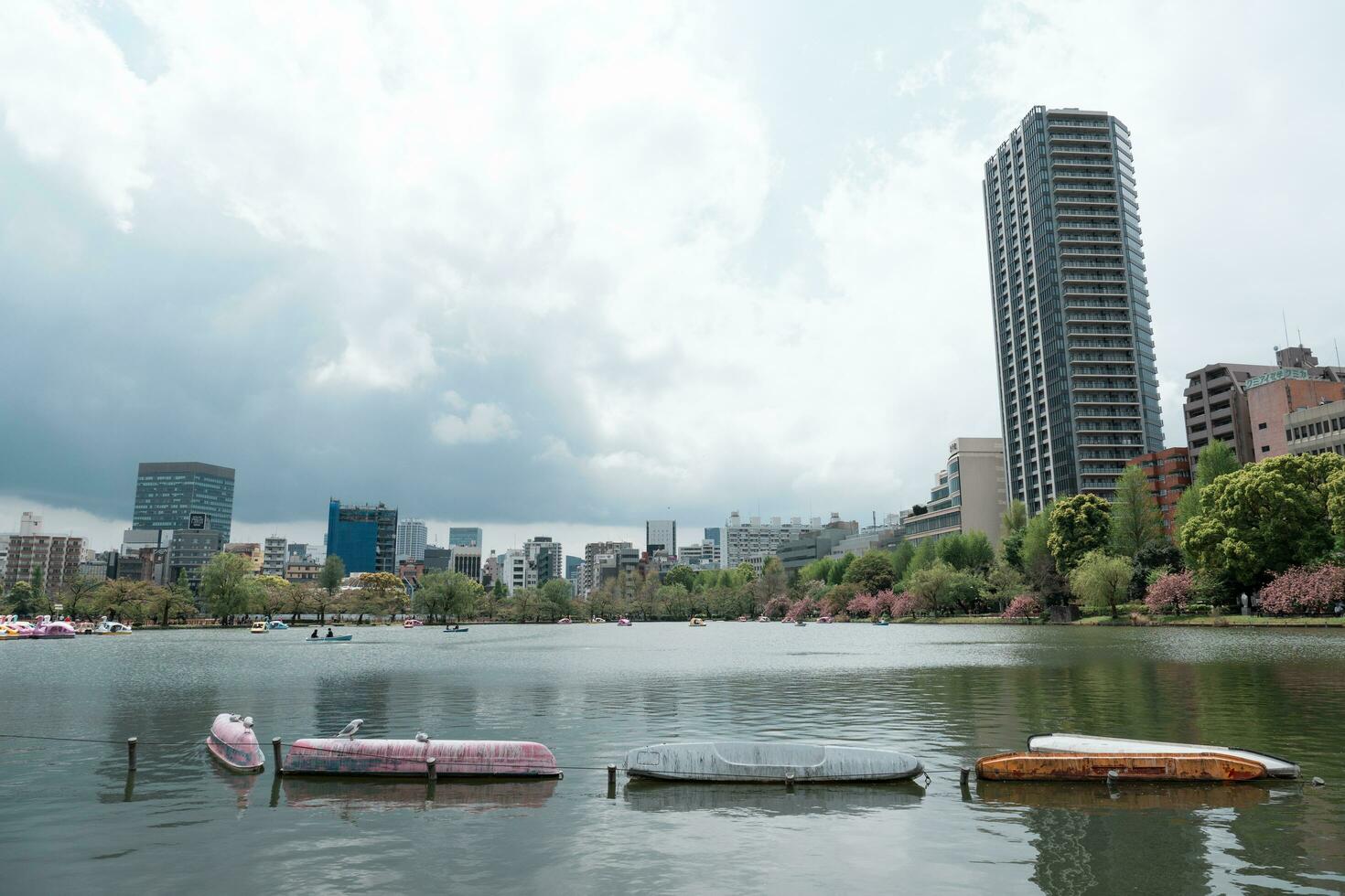 tokio, Japón - abril 8, 2023 personas montando cisne paleta barcos en shinobazu estanque en ueno parque con Cereza florecer sakura foto