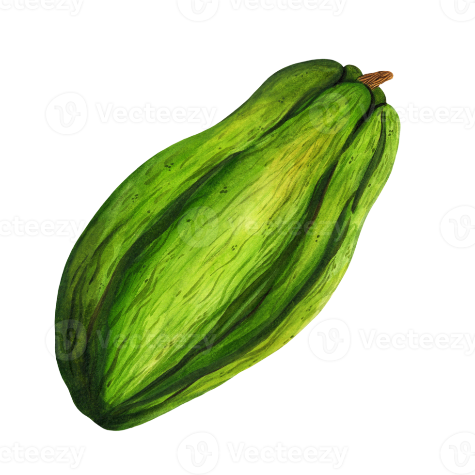 Green cocoa fruit watercolor illustration. An unripe nut on a stem. Fresh raw bean, exotic tropical plant. Clipart isolated on transparent background. For cosmetics, posters, print, packaging png