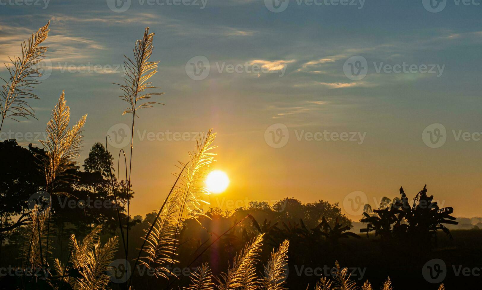 flor de hierba en la mañana cuando sale el sol. un árbol grande en el fondo es un cielo naciente bajo el sol de la mañana. ambiente en zonas rurales, granjas o campos foto