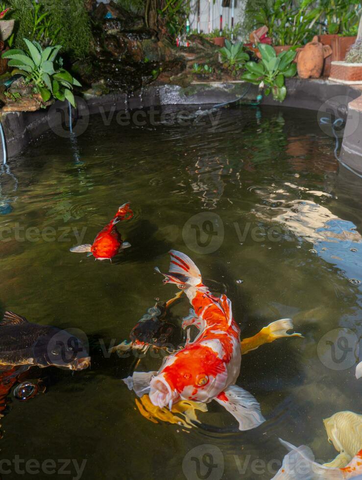 Japan koi fish or Fancy Carp swimming in a black pond fish pond. Popular pets for relaxation and feng shui meaning. Popular pets among people. Asians love to raise it for good fortune or zen. photo