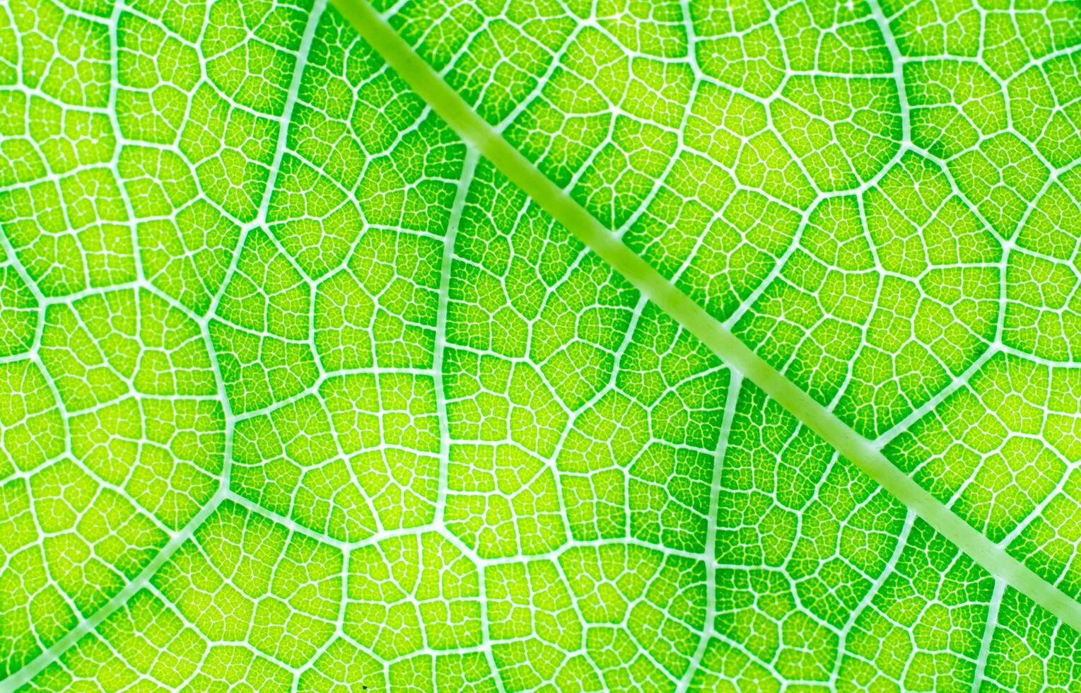 streaks or stripes on the leaves. The surface of green leaves has streaks in the form of branches. For use as a background or wallpaper. photo