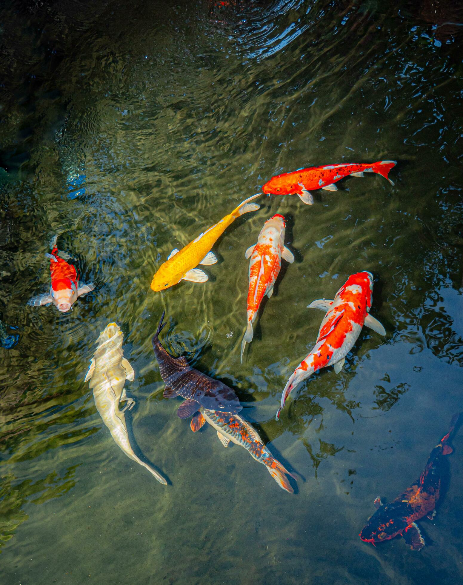 Japan koi fish or Fancy Carp swimming in a black pond fish pond