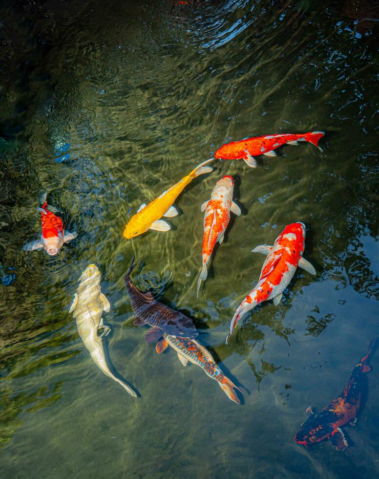 Japan koi fish or Fancy Carp swimming in a black pond fish pond. Popular pets for relaxation and feng shui meaning. Popular pets among people. Asians love to raise it for good fortune or zen. photo