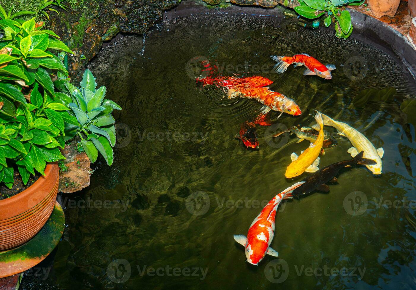 Japan koi fish or Fancy Carp swimming in a black pond fish pond. Popular pets for relaxation and feng shui meaning. Popular pets among people. Asians love to raise it for good fortune or zen. photo