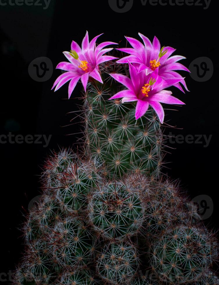 Mammillaria Benneckei, un tipo de cactus con gancho espinas allí es un tuberoso propagación. grupo juntos dentro un grupo. floreciente flores son rosado cactus flores foto