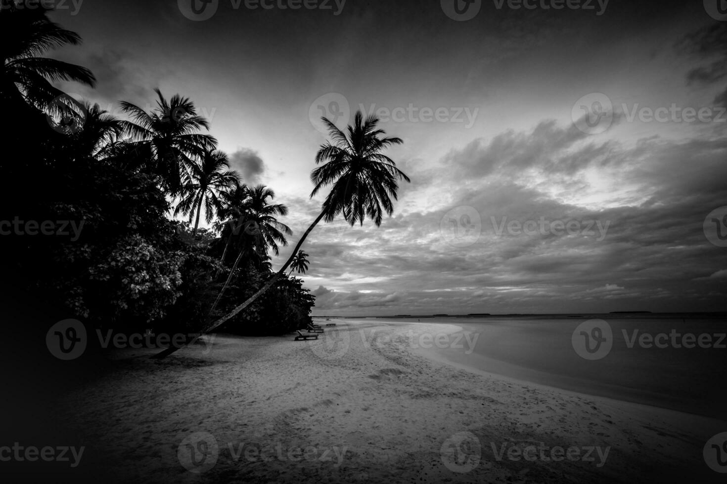 Tranquil beach landscape in black and white. Dramatic monochrome paradise island inspire meditation travel background. Palm trees white sand dark sky artistic waves relax coast. Summer minimal travel photo