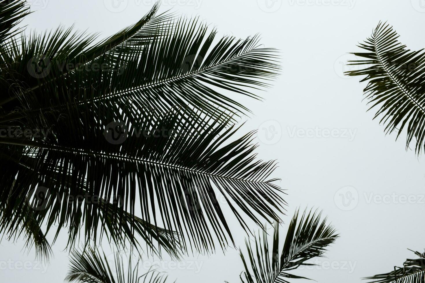 Tropical palm leaf isolated on white background. Silhoutte of palm tree. Abstract nature pattern photo