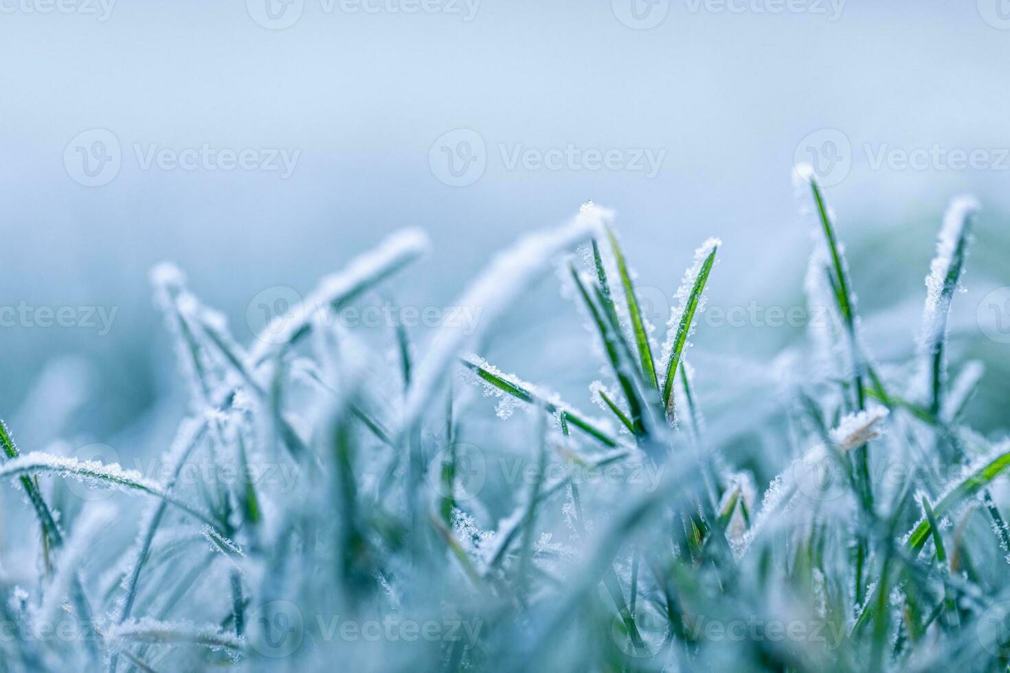 Green grass with morning frost and sunlight in garden, Frozen grass on meadow at sunrise, Plants for abstract natural background. Winter nature closeup photo