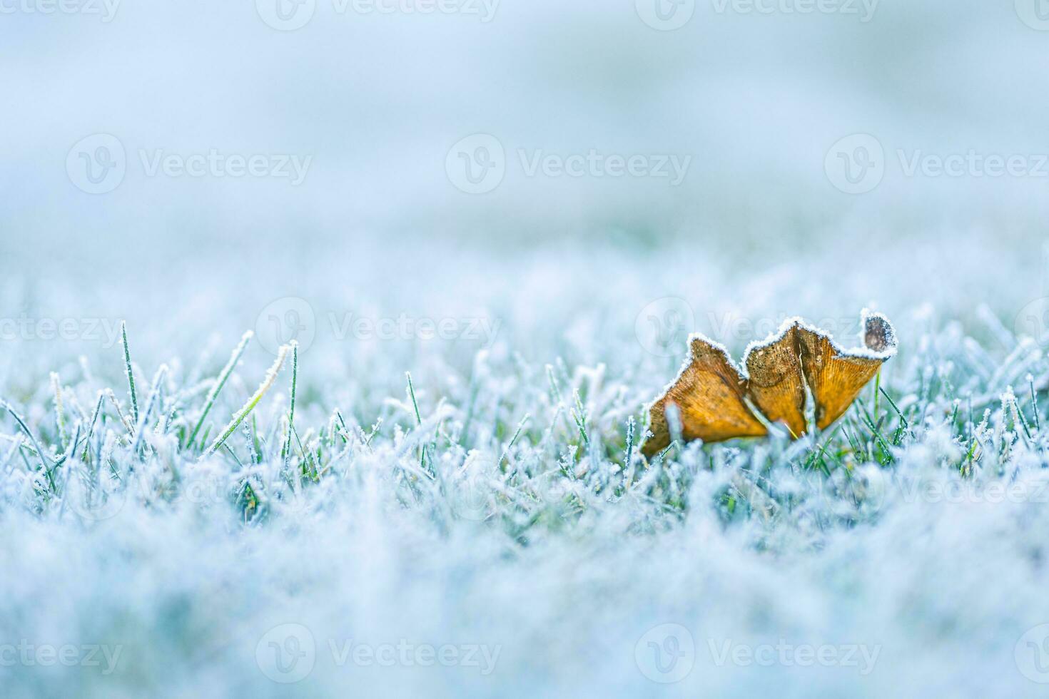 Frost on the leaf and grass. Winter background of frosty grass at the sunset with copy space photo