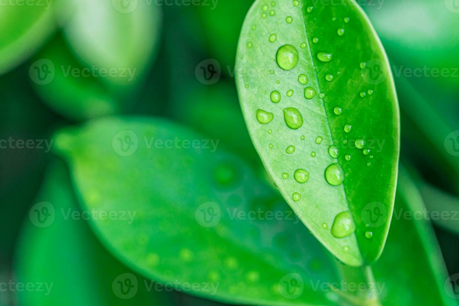 Peaceful nature closeup. Beautiful green leaves with drops of water. Drops of dew in the morning glow in the sun. Beautiful leaf texture in nature. Natural background photo