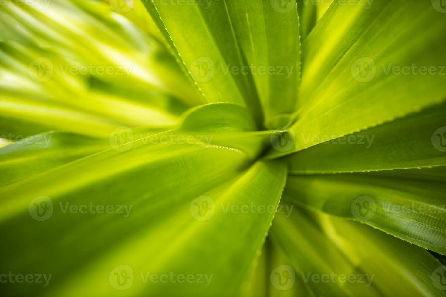 Green leaves background. Grass and dew abstract background. Tropical closeup texture, leaves, flora background pattern. Artistic green nature and freshness macro photo