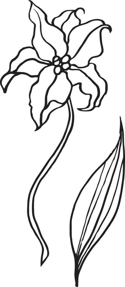Lily Flower, Hand drawn vector illustration, floral line drawing, line art, black and white vector