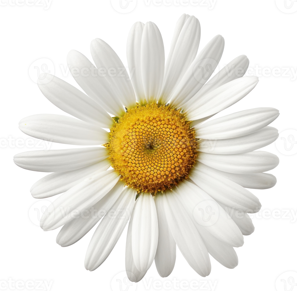 Chamomile flower isolated. Illustration png