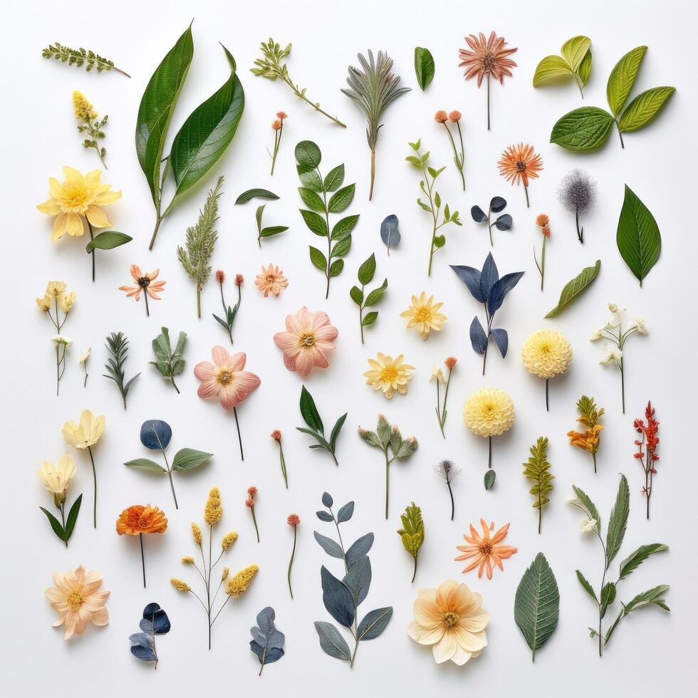 Assortment leaves and flowers. Illustration photo