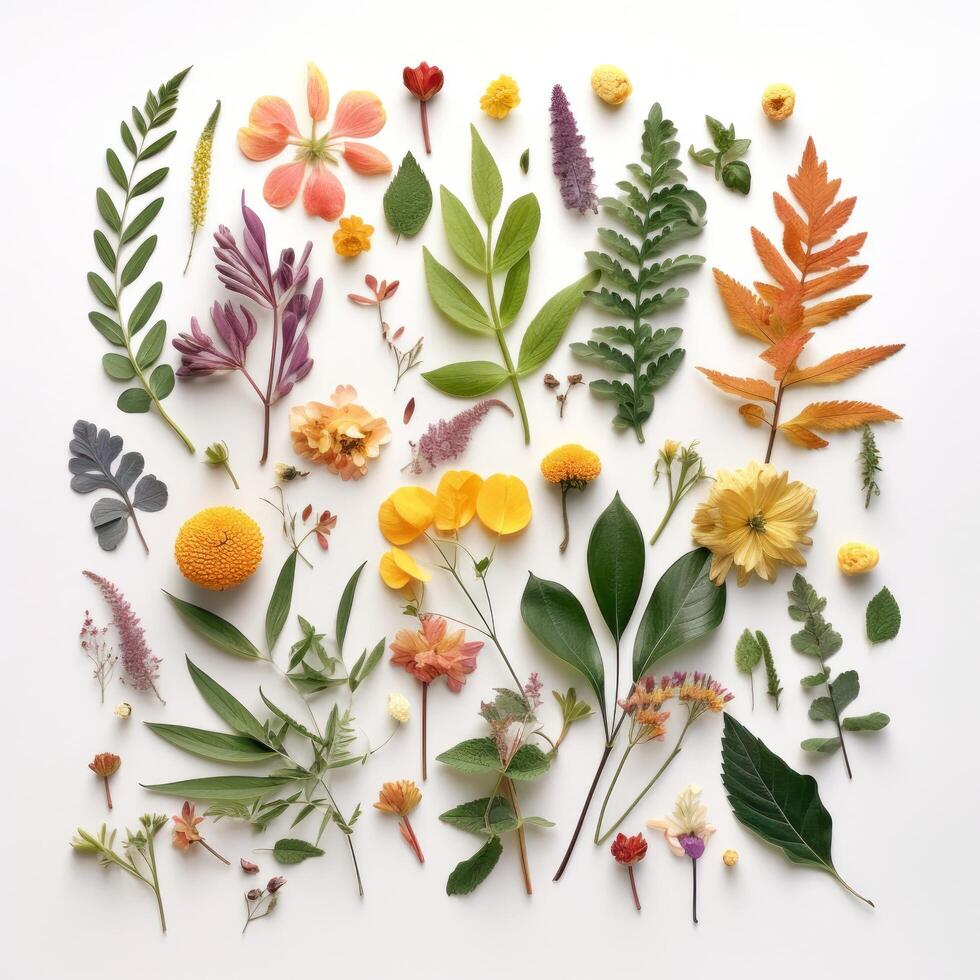 Assortment leaves and flowers. Illustration photo