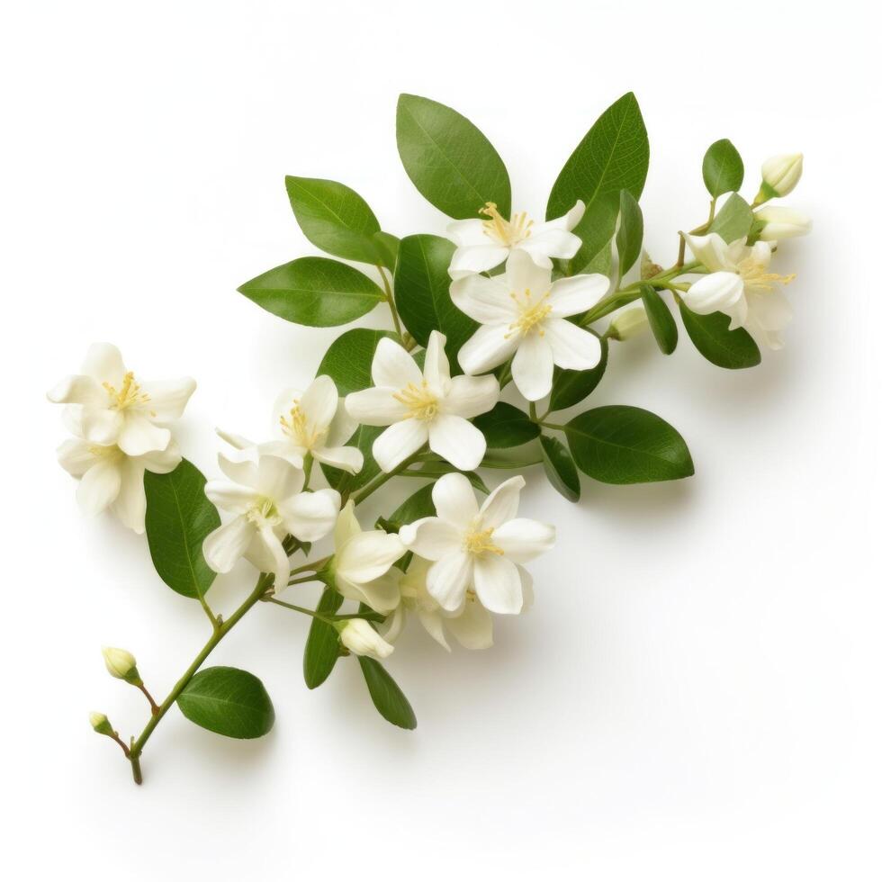 Jasmine flowers isolated. Illustration photo