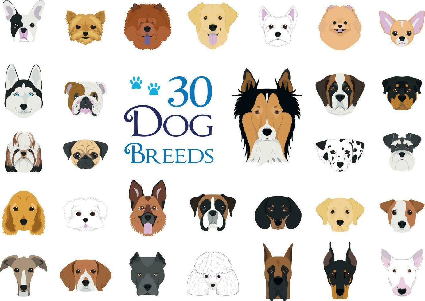 Dog breeds Vector Collection. Set of 30 different dog breeds in cartoon style.