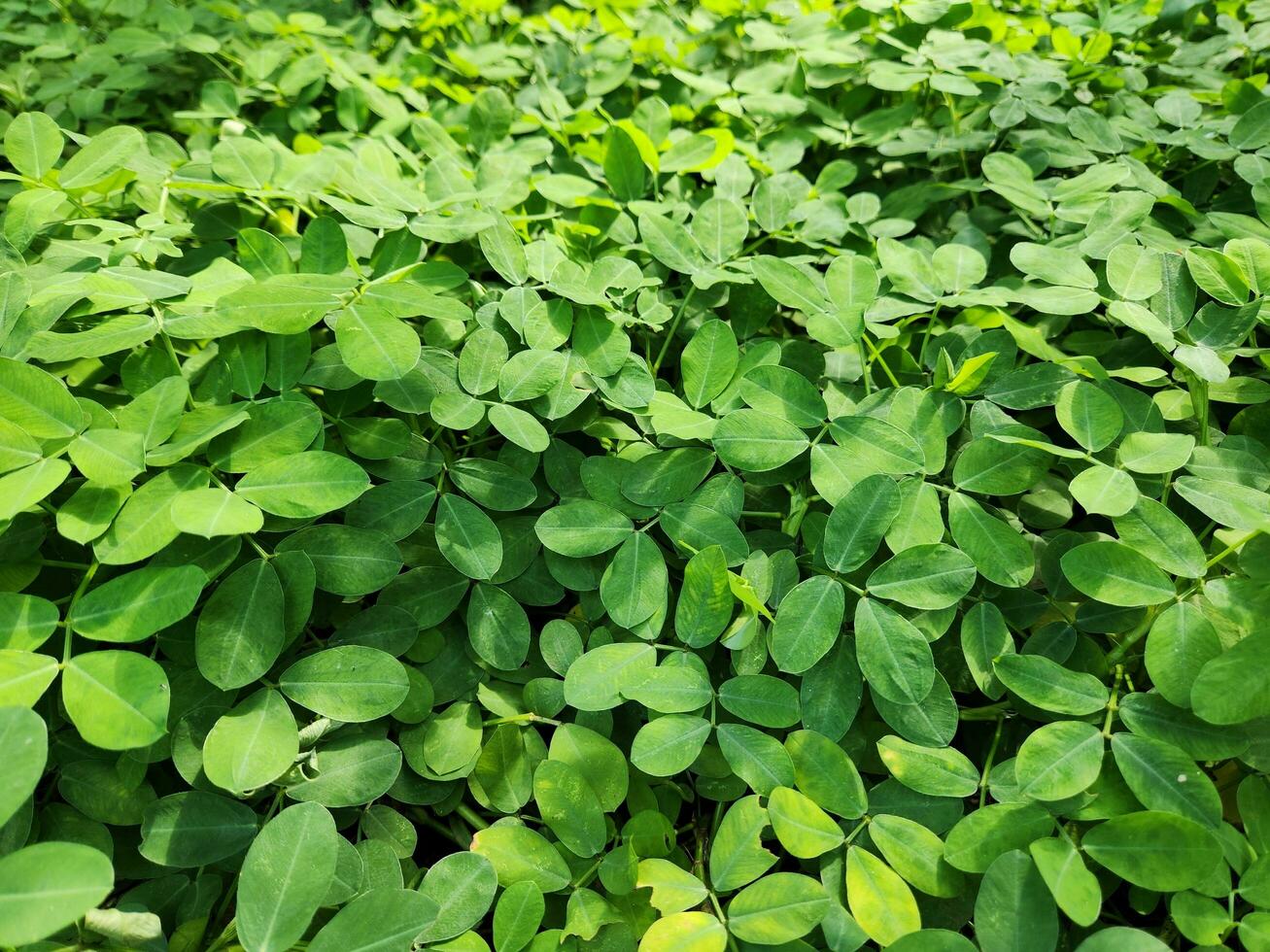 green leaves background. natural leaf photo