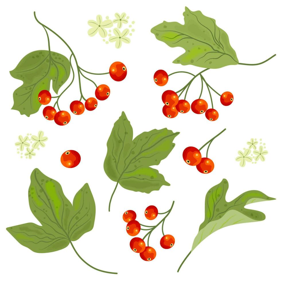 Vector set of guelder rose or viburnum elements. Isolated on white background berries, flowers and leaves.