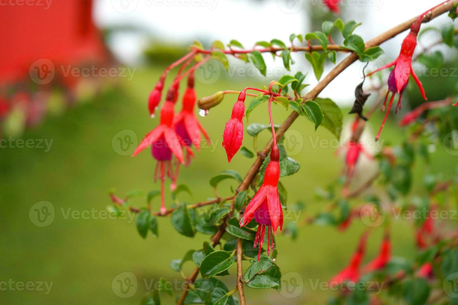 Fresh Nema Fuchsia Bell Flower at Offbeat Mountain Village Lungchok photo