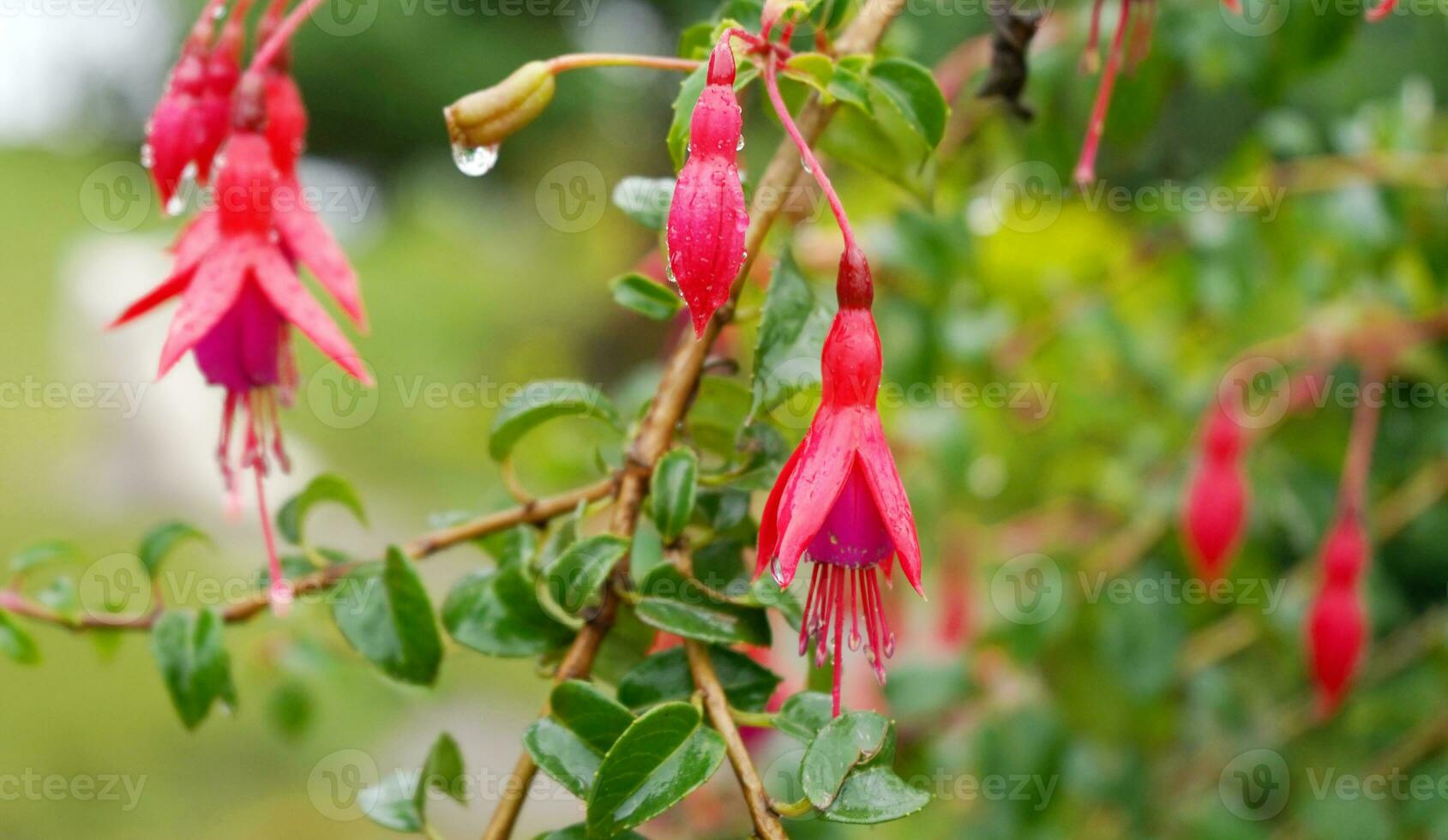 Nema Fuchsia Bell Flower Blomming at Offbeat Mountain Village at East Sikkim photo