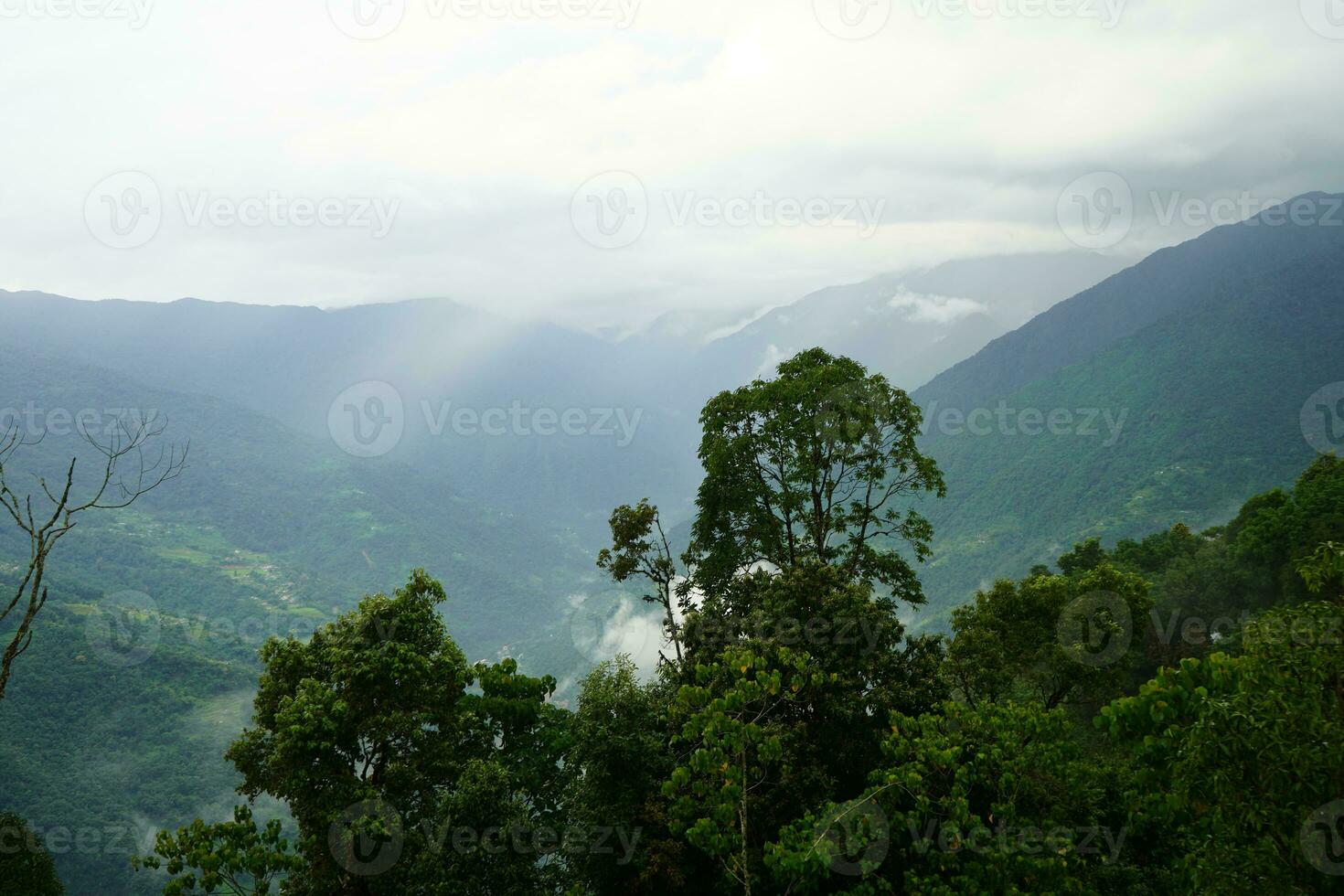 Green forest at East Sikkim Mountain Range photo