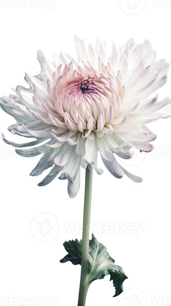 Stunning Close Shot of Chrysanthemum Flower Stem on Transparent Background. . png
