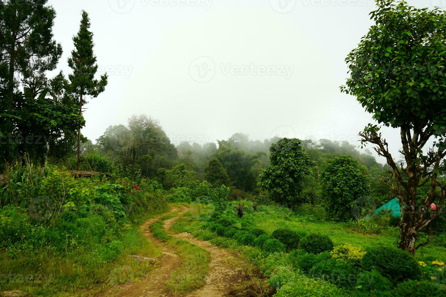 Mountain Forest Background at Lungchok photo