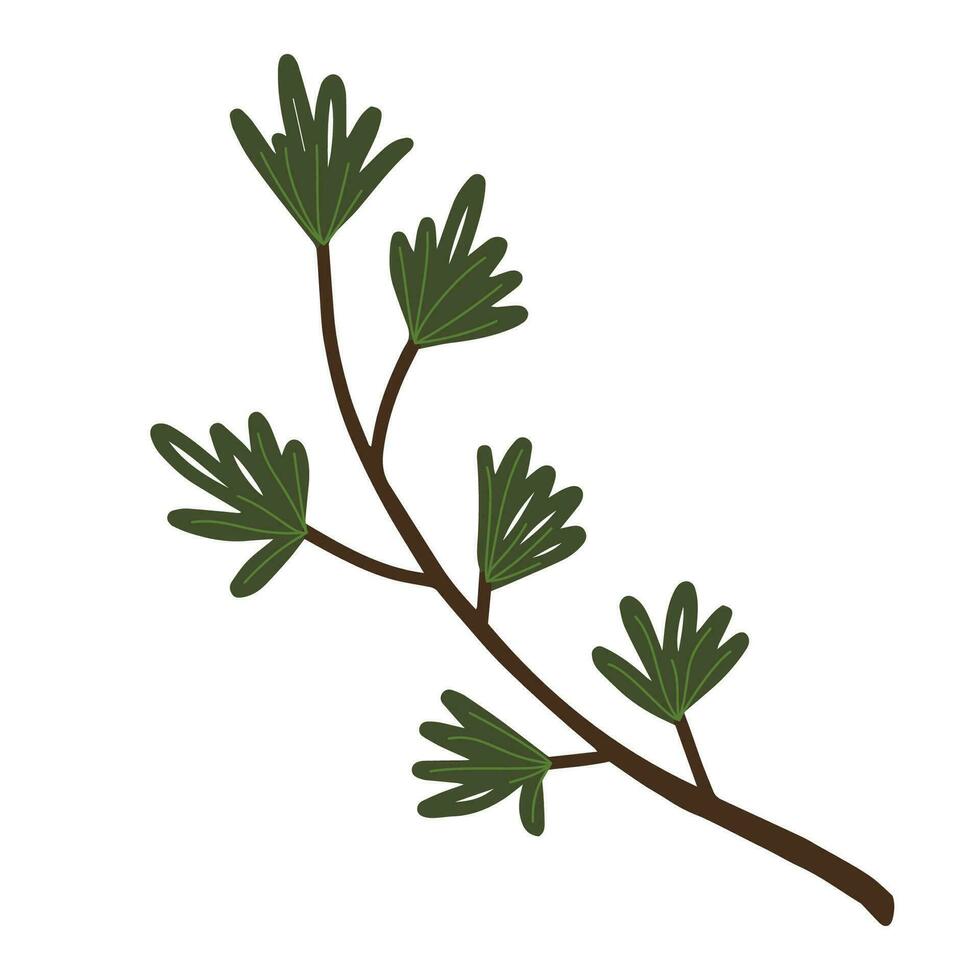 Hand drawn conifer branch vector isolated clipart. Christmas decorative floral element in doodle style