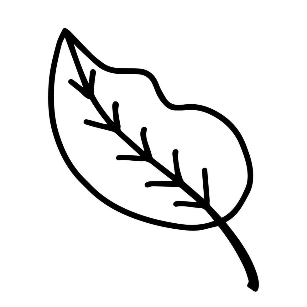Hand drawn line art of leaf. Decorative floral element in doodle style vector