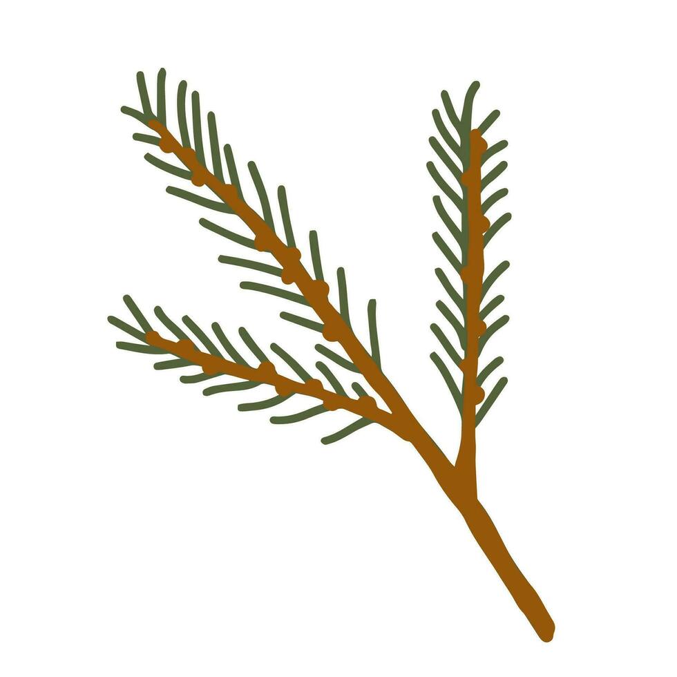 Hand drawn illustration of fir branch. Christmas decorative floral element in doodle style vector