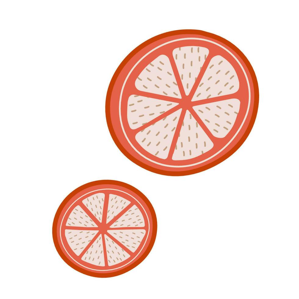 Hand drawn illustration of sliced orange. Fruit in doodle style vector