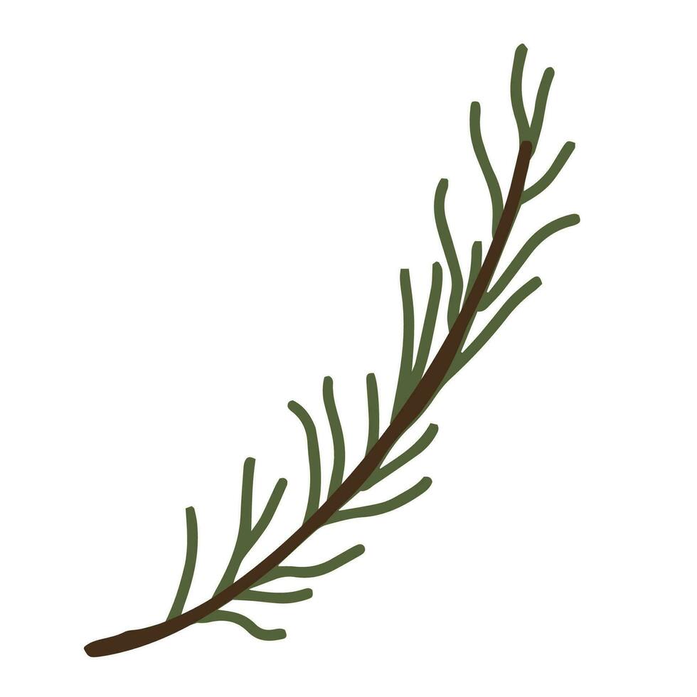 Hand drawn art of spruce branch. Christmas decorative floral element in doodle style vector