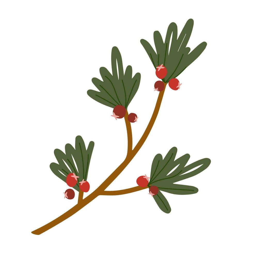 Hand drawn art of conifer branch with red berries. Christmas decorative