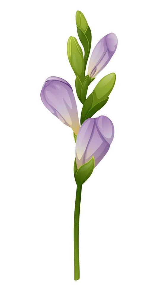 Beautiful purple freesia flower on an isolated background. Design element for wedding invitations, cards. Vintage Floral of Blooming Freesia vector
