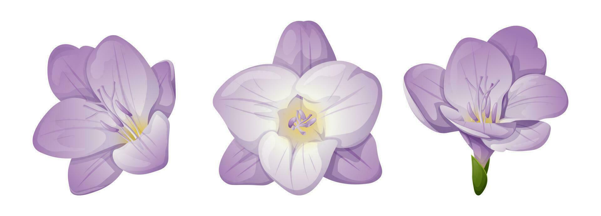 Set of freesia flowers. Great for decor and spring decoration. vector