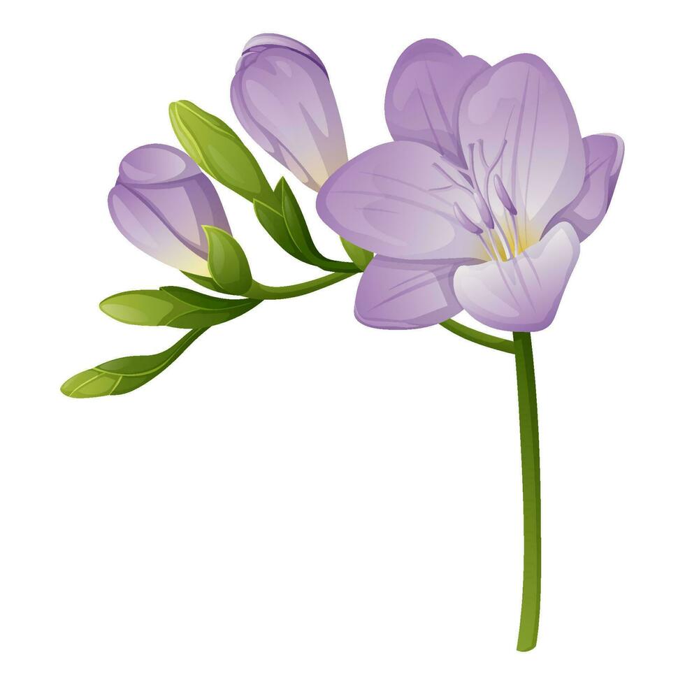 Beautiful purple freesia flower on an isolated background. Design element for wedding invitations, cards. Vintage Floral of Blooming Freesia vector