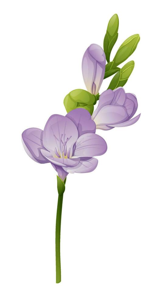 Beautiful purple freesia flower on an isolated background. Design element for wedding invitations, cards. Vintage Floral of Blooming Freesia vector