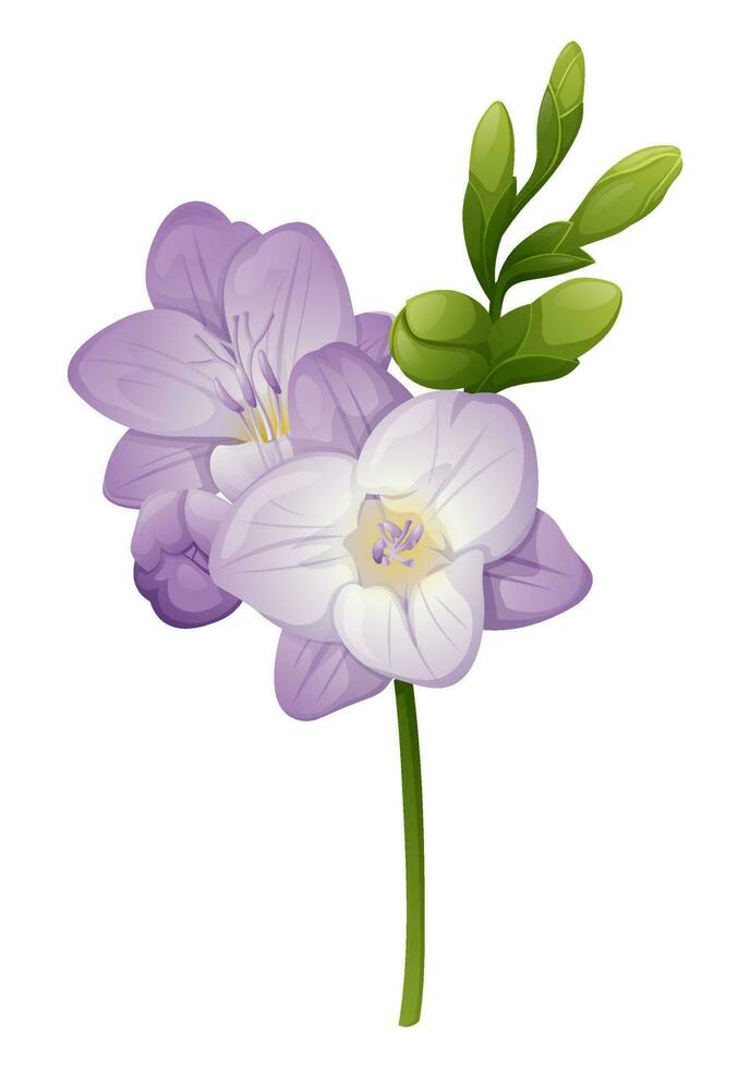 Beautiful purple freesia flower on an isolated background. Design element for wedding invitations, cards. Vintage Floral of Blooming Freesia vector