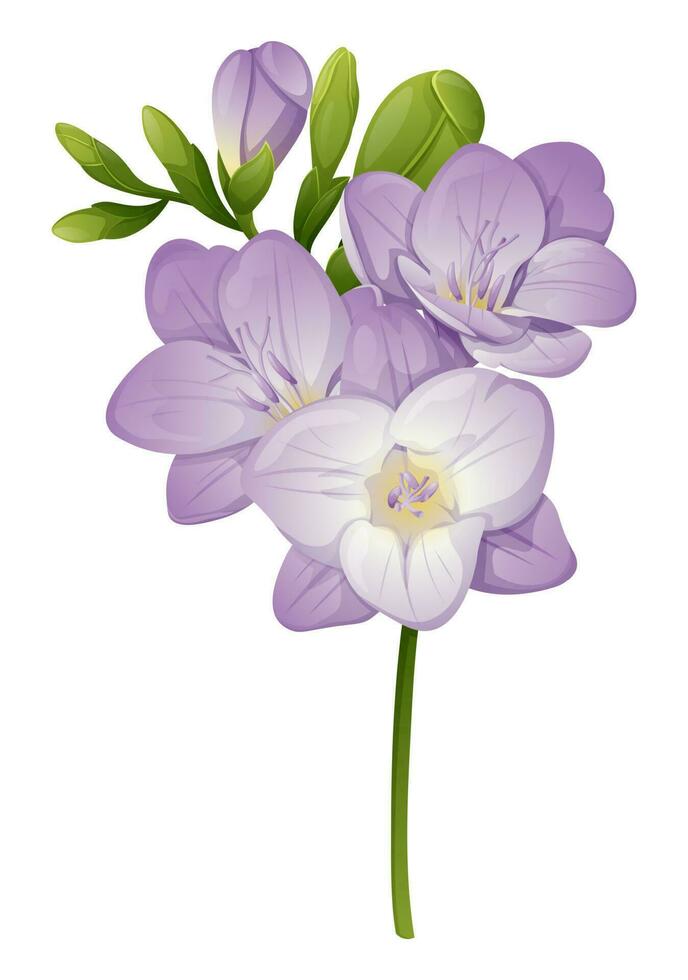 hermosa púrpura fresia flor en un aislado antecedentes. diseño elemento para Boda invitaciones, tarjetas Clásico floral de floreciente fresia vector