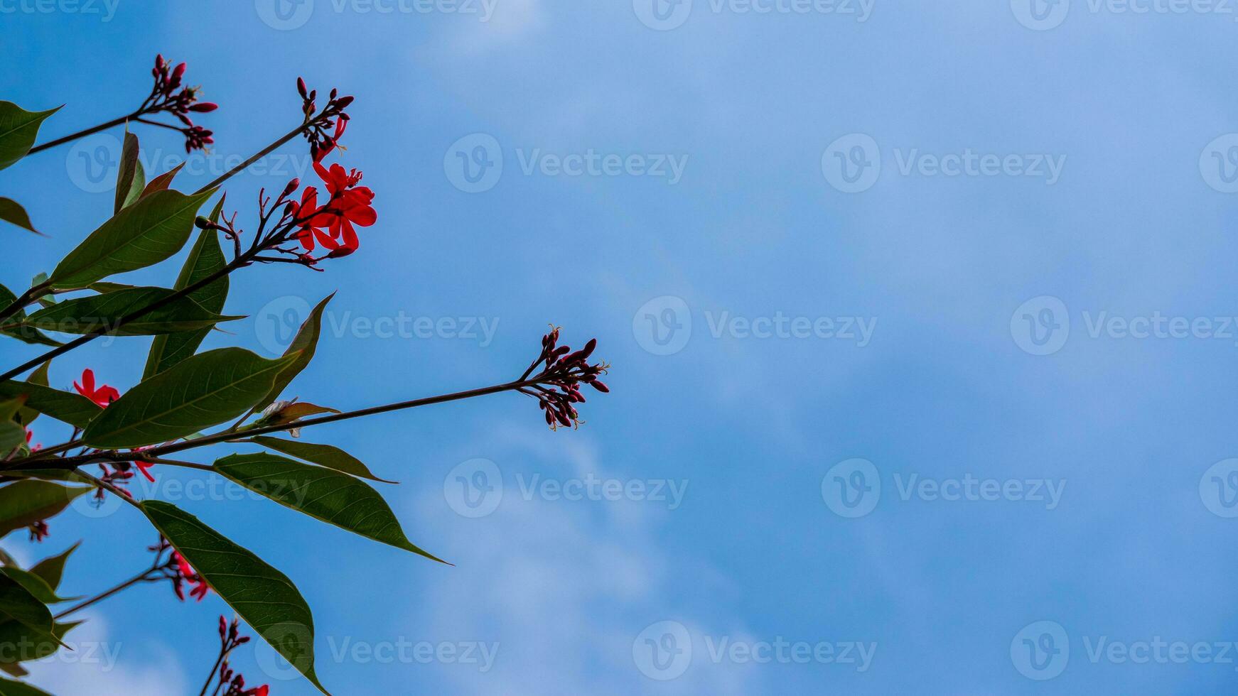 The lovely asoka blossom is captured against a clear blue sky. photo