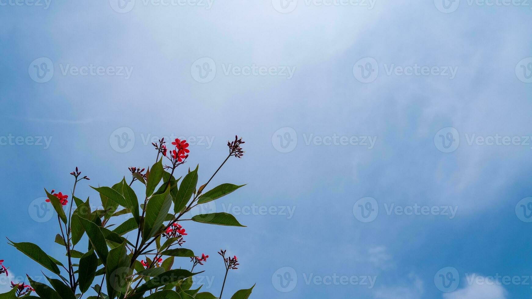 The lovely asoka blossom is captured against a clear blue sky. photo