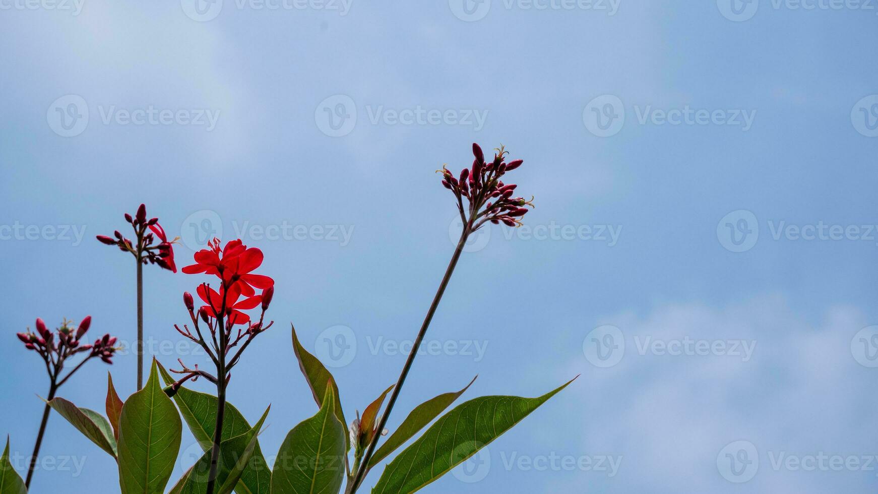 el encantador asoka florecer es capturado en contra un claro azul cielo. foto