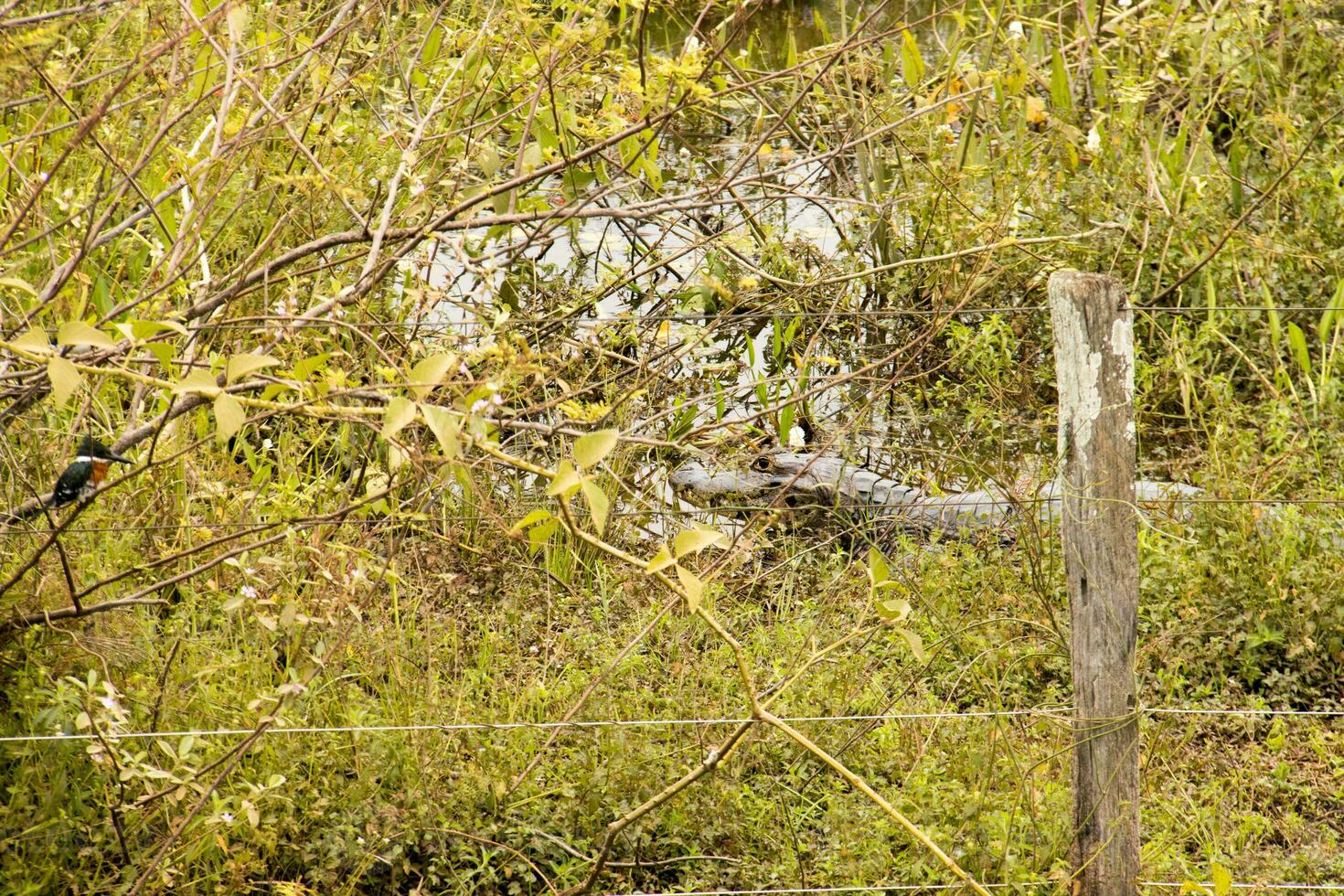 Gators in the wild of the wetlands or swamplands known as the Pantanal in Mato Grosso, Brazil photo