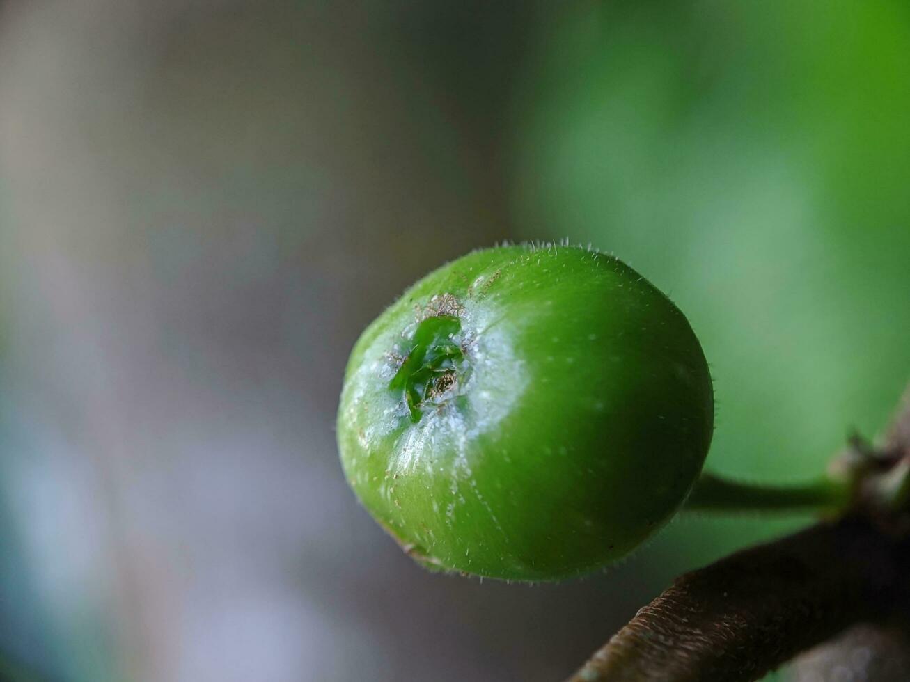 cerca arriba, foto de bosque planta Fruta