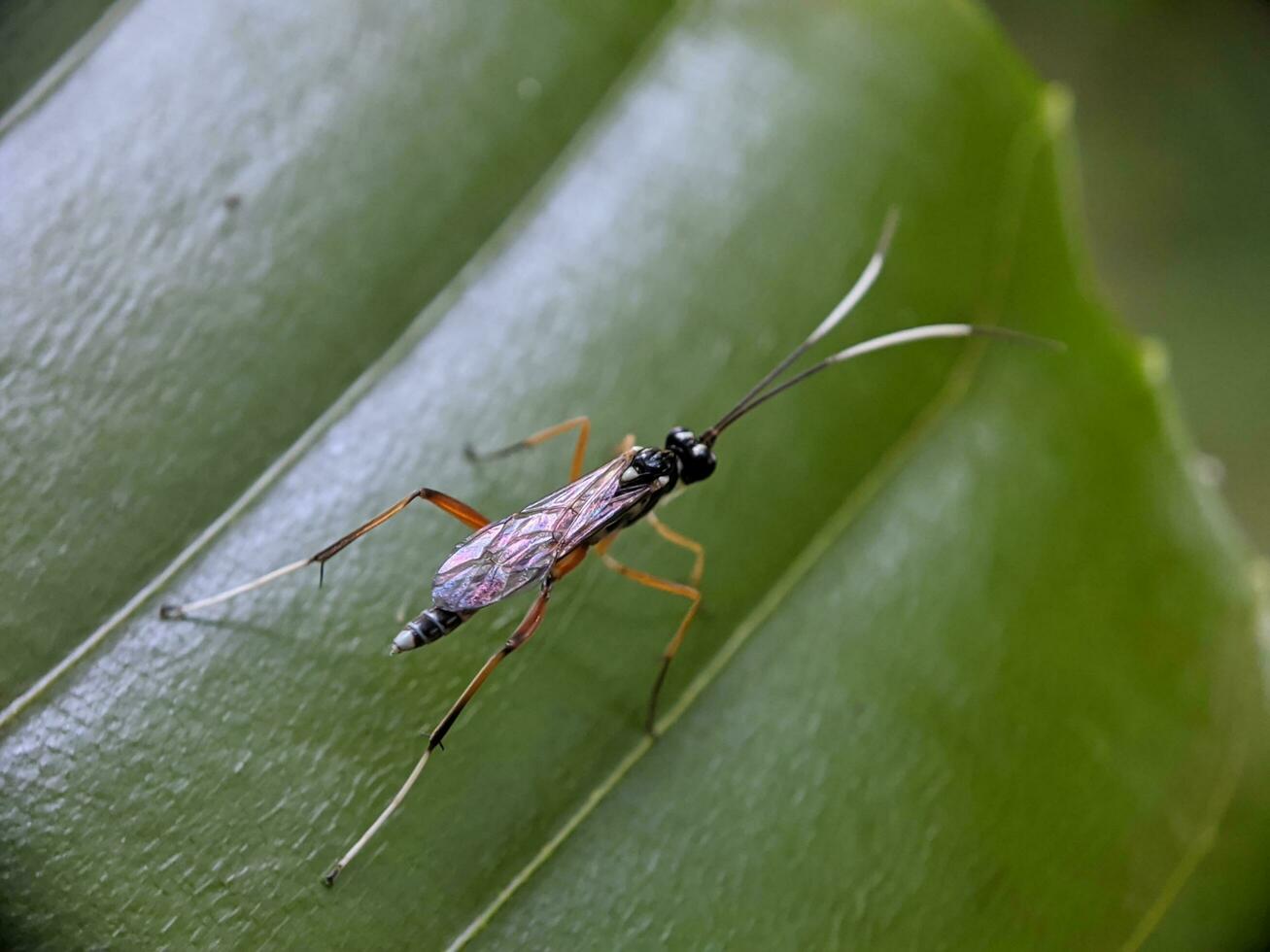 de cerca foto de un insecto en un hoja