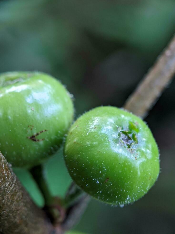 cerca arriba, foto de bosque planta Fruta