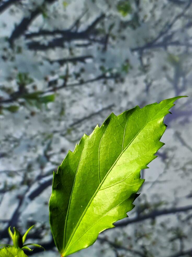 Closeup photo of plants