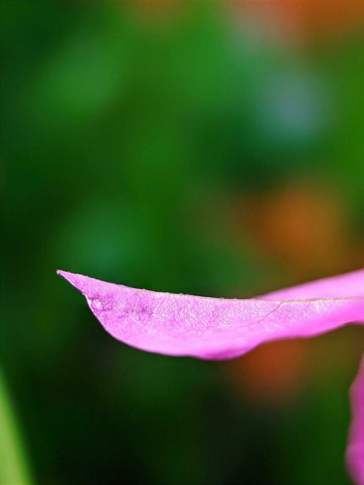 close up, macro photography of plants, flowers photo