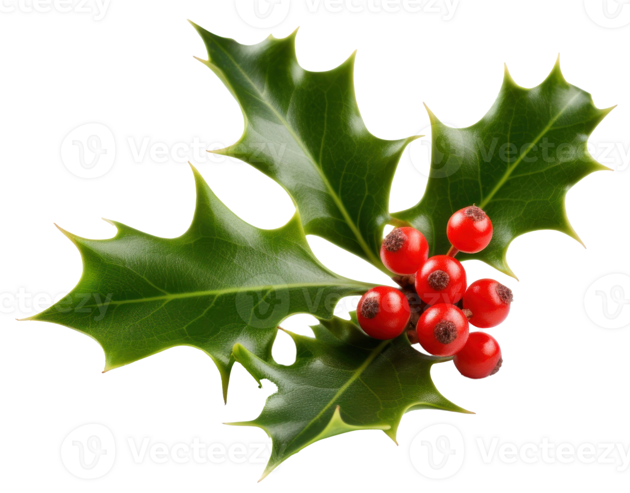 Holly berry with leaves isolated. Illustration png